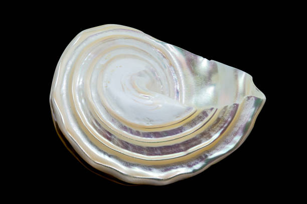 Colorful spiral beach seashell found washed up on the beach.