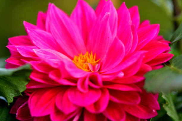 With a multitude of different colors, shapes and sizes, Dahlias bring life and beauty to your garden in summer and fall. The diversity of the Dahlia allows you to use them in many different aspects of your landscape design, from low growing border plants to stately background plantings. Dahlia is said to be Queen of cut flowers.