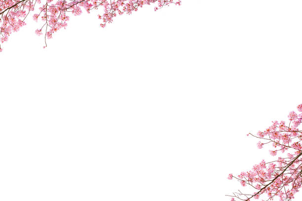 istock Cherry blossoms as isolated on pure white background. 2205970560