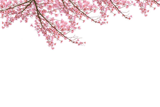istock Spring branch of cherry blossoms on a white background. 2205970561