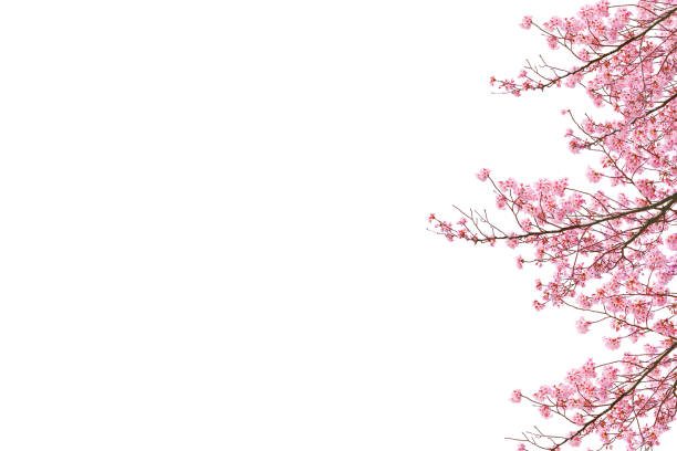 Pink cherry blossom on white background, isolated sakura tree branch.