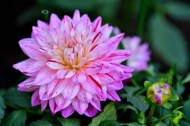 istock Dahlia Flowers: The Queen of Cut Flowers 2205970858