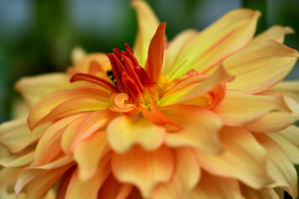With a multitude of different colors, shapes and sizes, Dahlias bring life and beauty to your garden in summer and fall. The diversity of the Dahlia allows you to use them in many different aspects of your landscape design, from low growing border plants to stately background plantings. Dahlia is said to be Queen of cut flowers.