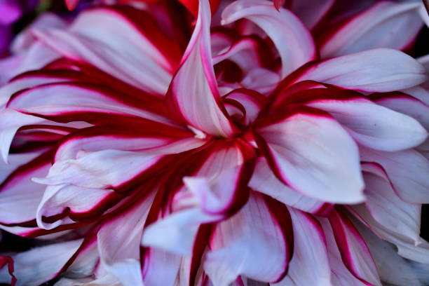 With a multitude of different colors, shapes and sizes, Dahlias bring life and beauty to your garden in summer and fall. The diversity of the Dahlia allows you to use them in many different aspects of your landscape design, from low growing border plants to stately background plantings. Dahlia is said to be Queen of cut flowers.