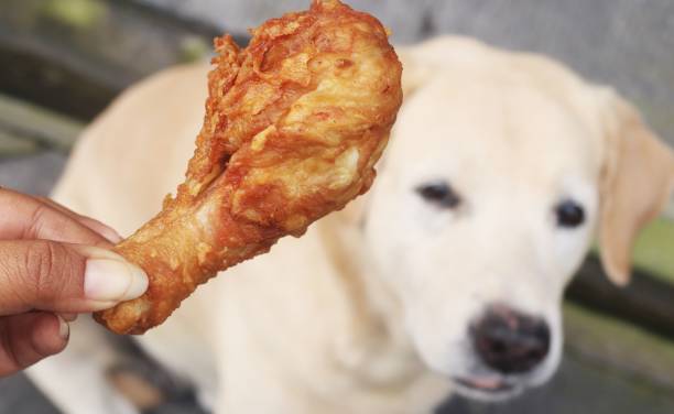 istock A woman gives a dog fried chicken. 2205971993