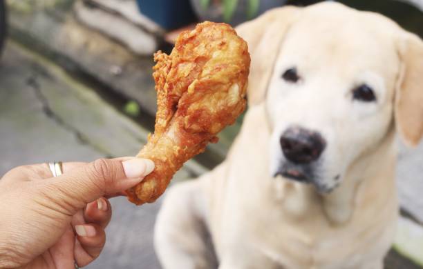 istock A woman gives a dog fried chicken. 2205972003