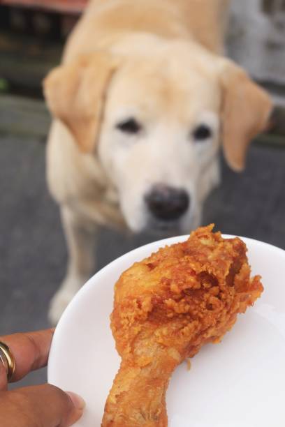istock A woman gives a dog fried chicken. 2205972005