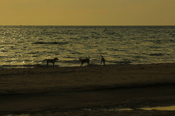 Some dogs can be seen playing at the beaches of Bayawan Boulevard during sunset