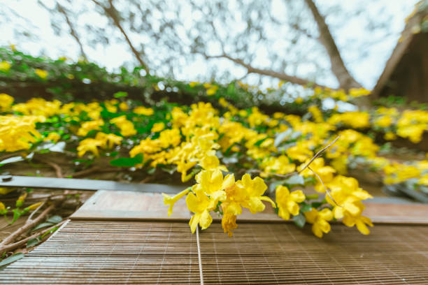 istock Close up Yellow Cat's Claw flowers bloom 2205975219