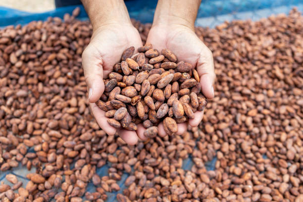 istock Cocoa beans and cocoa pod on a wooden surface. 2205975908