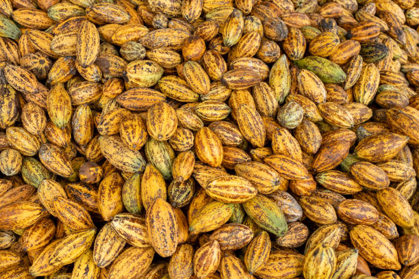 istock Cocoa beans and cocoa pod on a wooden surface. 2205975935