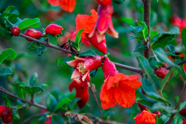 istock pomegranate red buds in the farm. Pollinated pomegranate flowers on tree. 2205976077