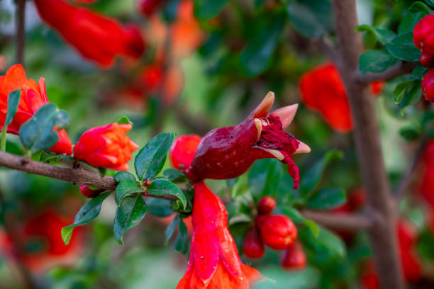 pomegranate red buds in the farm. Pollinated pomegranate flowers on tree.