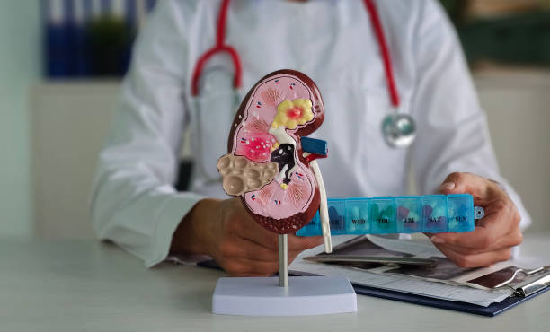 istock Medical professional demonstrates kidney model while managing medication pill organizer 2205976331