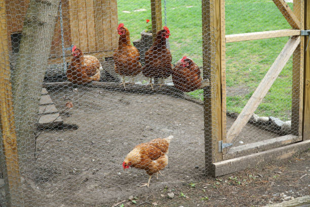 istock chicken coop in back yard in residential area 2205978155