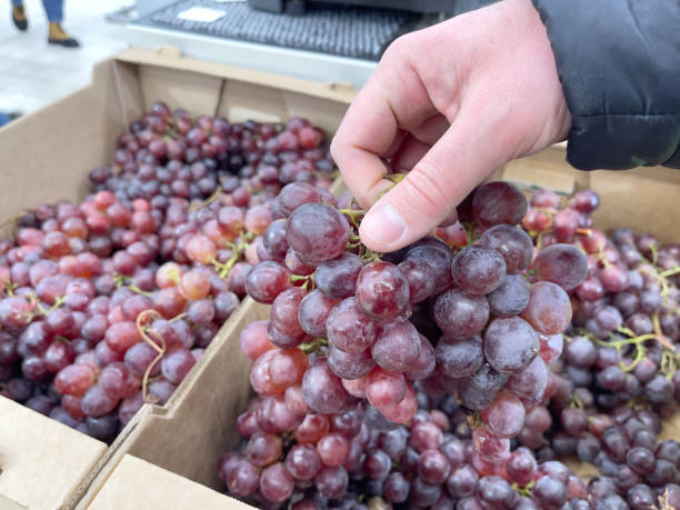 istock Grapes in a box in a man's hands. 2205978378