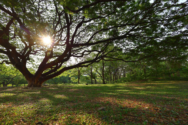 Nature scene with trees in summertime from Central Park, NYC
