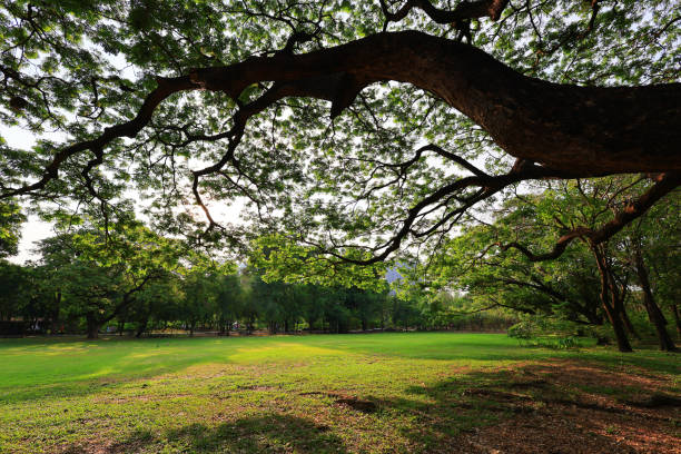 shadow of tree in green park