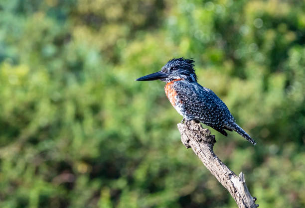 The Giant Kingfisher measures 42-46 cm in length and has a large, shaggy crest, a formidable black bill, and fine white spots against its black upperparts.