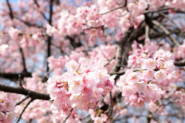 istock Cherry blossoms in Saitama, Japan 2205980127