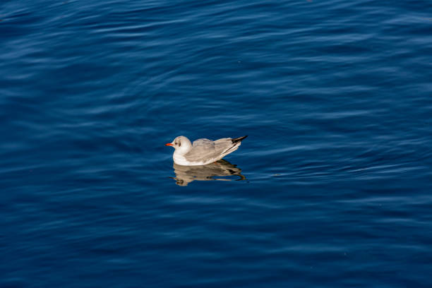 Seagull swimming in a lake