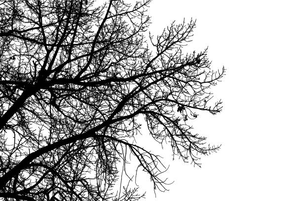 istock Vector illustration of natural old oak tree branch on white background 2205982258