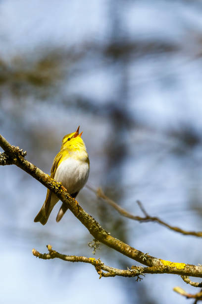 istock Close up at a singing Wood Warbler in a tree 2205985669
