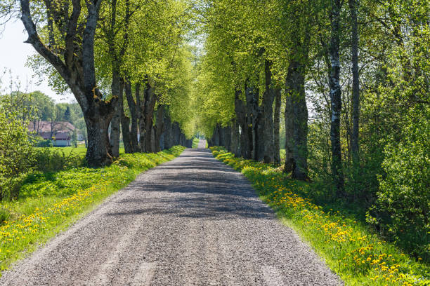 istock Dirt road with tree lined lush green trees at spring 2205986274