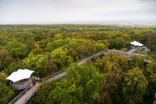 istock Boardwalk at Hainich National Park, National park in Thuringia 2205986278