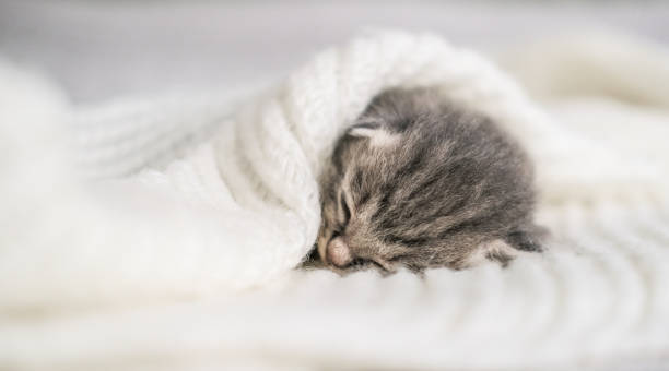 istock Cute newborn kitten sleeps sweetly under a soft knitted plaid 2205990301