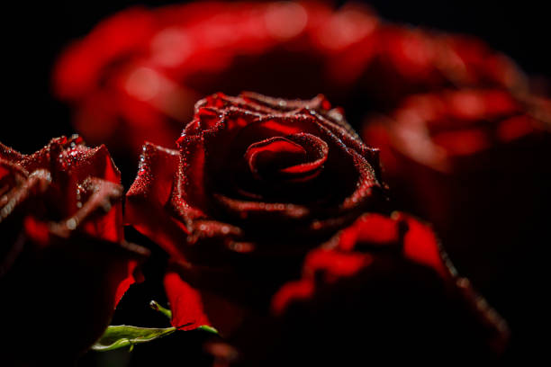 red rose on black background and splashes of water