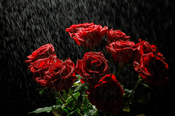 red rose on black background and splashes of water