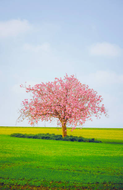 istock Blossoming Cherry Tree in Spring Field, Dorset, England, UK 2205996350