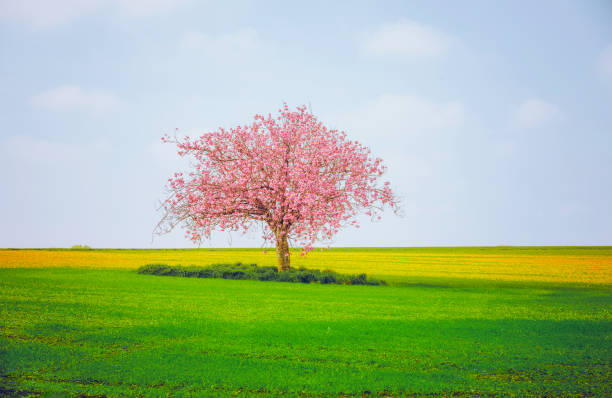 istock Blossoming Cherry Tree in Spring Field, Dorset, England, UK 2205996498