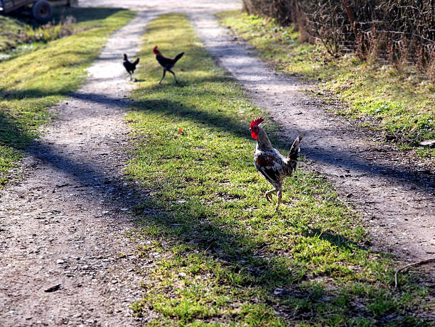 Modern Game chicken was developed mainly for exhibition purpose, not for their utility traits. And today they are kept purely for exhibition or ornamental purpose.feisty, temperament, feisty, modern game, gamecock