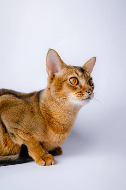 istock Abyssinian cat isolated on white background 2206000052