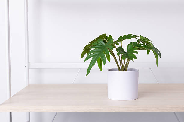 istock white pots on wooden shelves 2206000792