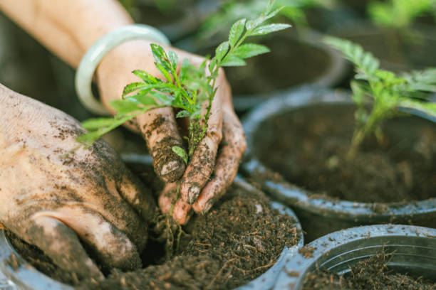 istock hands holding young plant with soil. 2206001018