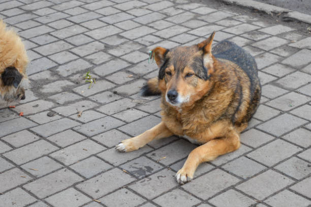 istock stray dog sidewalk near a building green identification tag on its ear sterilization program urban animal welfare lives of stray animals pet control programs  coexist in city environments veterinary 2206001032