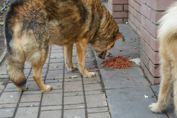 stray dog sidewalk near a building green identification tag on its ear sterilization program urban animal welfare lives of stray animals pet control programs  coexist in city environments veterinary