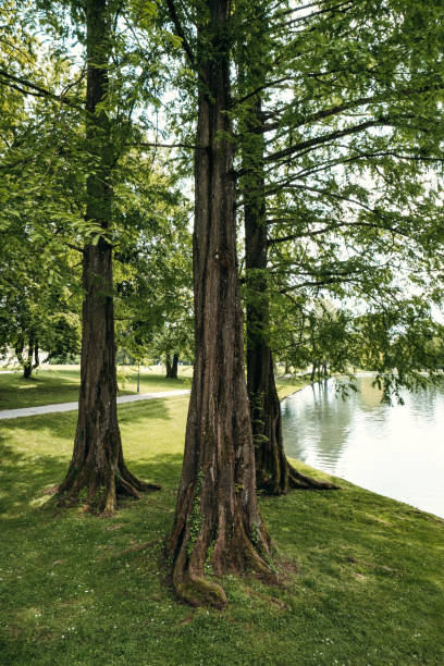 istock summer park with a lake 2206002551