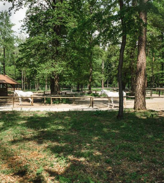 istock summer park with a lake 2206002826
