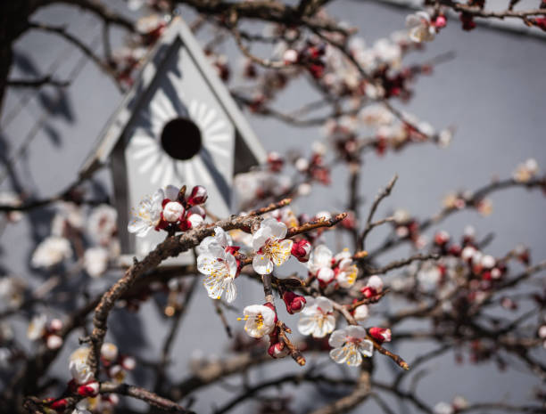 A beautiful spring scene with delicate white blossoms on a apricot tree and a wooden birdhouse in the background. The vibrant flowers contrast against the soft sunlight and rustic textures.