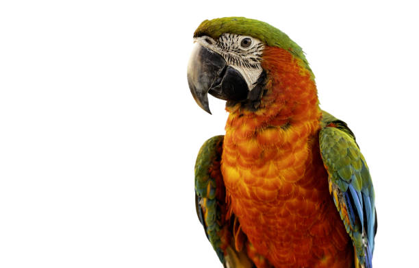 istock a colorful parrot on a white backgroud 2206006779
