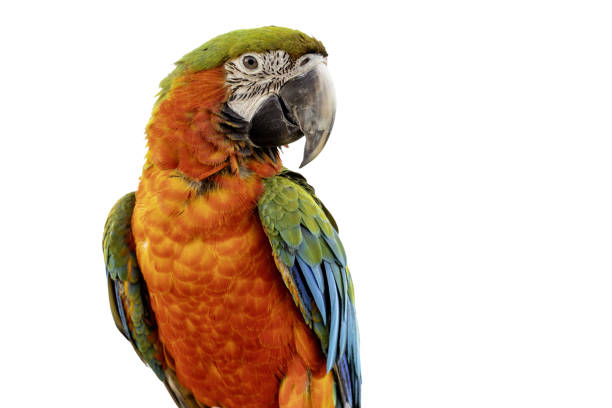 Red Lord Amazon Parrot