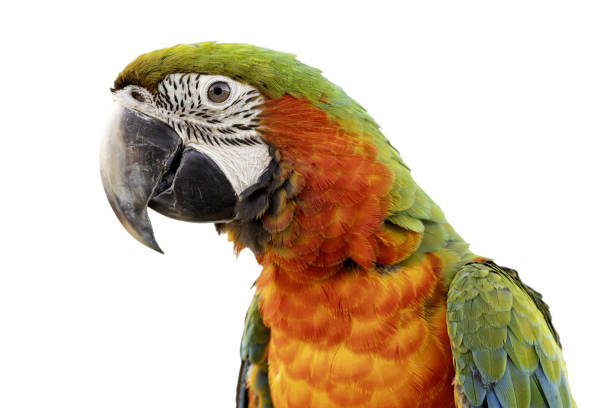 istock a colorful parrot on a white backgroud 2206006815