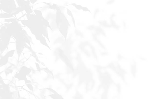 istock grey shadow tree with leaves on a png background. 2206006858