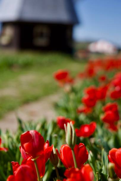 istock Dutch windmill and red tulips 2206006953
