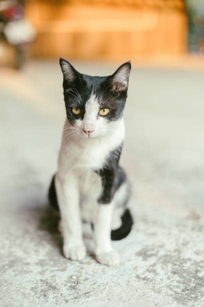 istock beautiful black and white tabby cat 2206007591