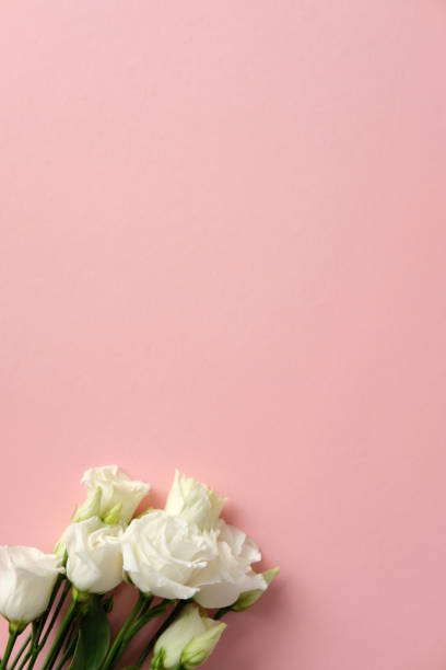Elegant white lisianthus on a soft pink background. Perfect for romantic, wedding, or spring-themed projects